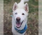 Small Siberian Husky Mix