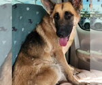PINE CONE - Female German Shepherd Dog Dog for Adoption - Small photo