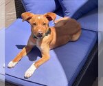 Small Chihuahua Mix