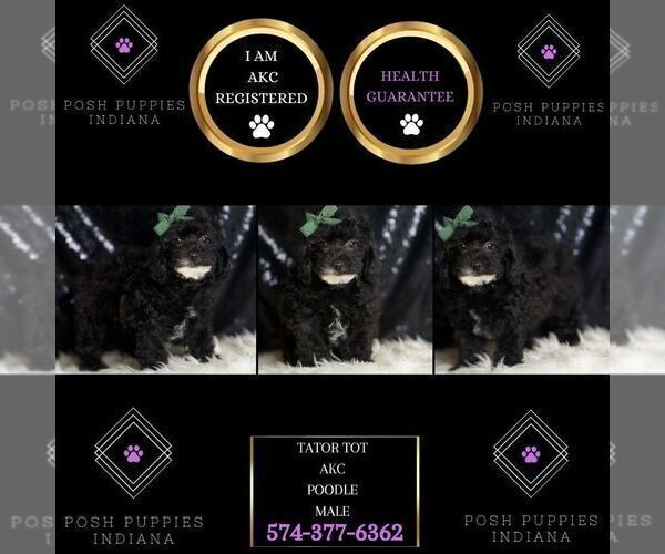 Medium Photo #5 Poodle (Toy) Puppy For Sale in WARSAW, IN, USA