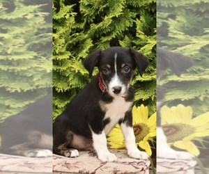 Border Collie Puppy for sale in ALBANY, NY, USA