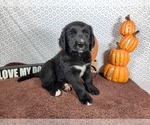 Puppy Buzz Golden Mountain Dog