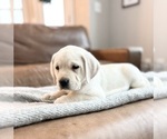 Small Photo #2 Labrador Retriever Puppy For Sale in MIDDLEBURY, IN, USA