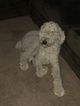 Small Photo #8 Goldendoodle Puppy For Sale in VACAVILLE, CA, USA