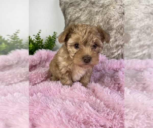Medium Photo #1 YorkiePoo Puppy For Sale in SHIPSHEWANA, IN, USA