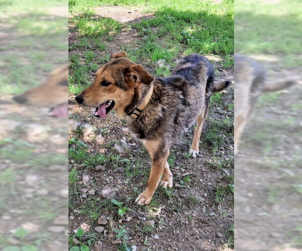Medium Photo #4 Mutt Puppy For Sale in Mountain View, AR, USA