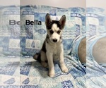 Small #2 Siberian Husky