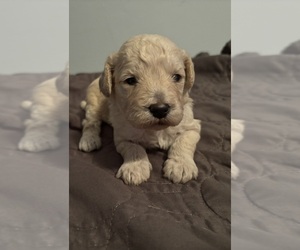 Medium Poodle (Miniature)