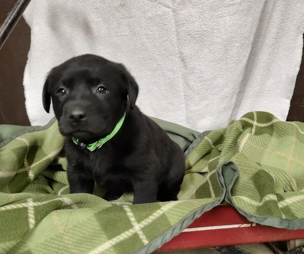 Medium Photo #5 Labrador Retriever Puppy For Sale in RANDOLPH, WI, USA