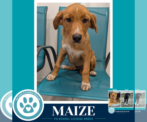 Medium Photo #3 Labrador Retriever-Unknown Mix Puppy For Sale in Kimberton, PA, USA