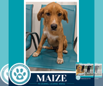 Small #2 Labrador Retriever Mix