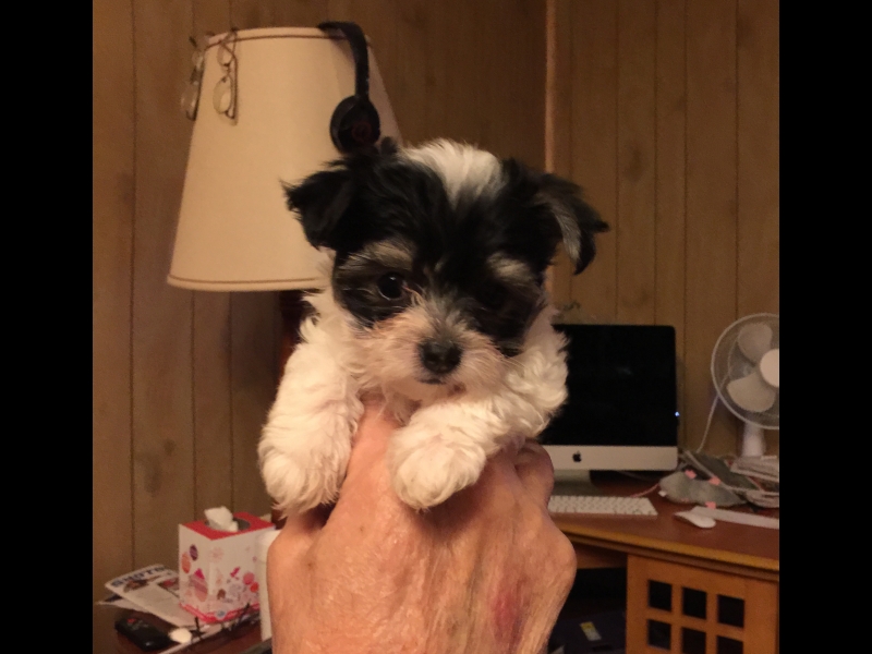 Medium Photo #1 Morkie Puppy For Sale in MC EWEN, TN, USA