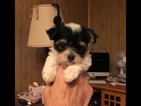 Small Photo #1 Morkie Puppy For Sale in MC EWEN, TN, USA