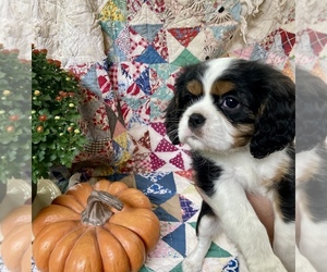 Cavalier King Charles Spaniel Puppy for sale in CLEVELAND, GA, USA