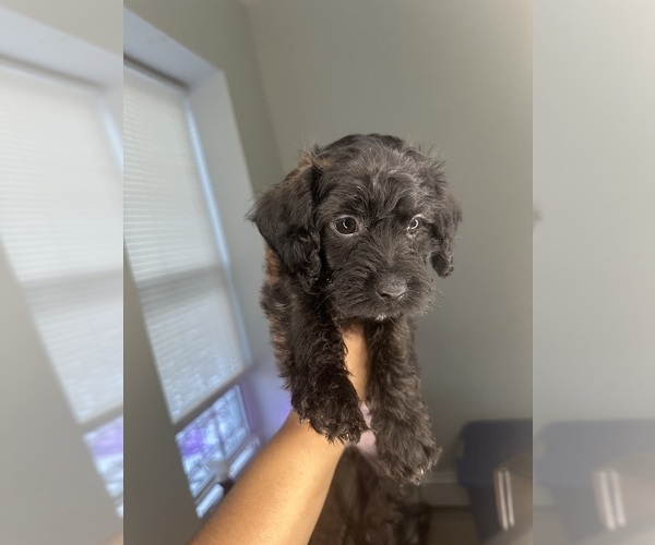 Medium Photo #3 Cock-A-Poo-Jack Russell Terrier Mix Puppy For Sale in EAST ORANGE, NJ, USA