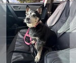 Small #9 Chihuahua Mix