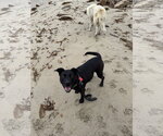 Tango - Female Labrador Retriever-Unknown Mix Dog for Adoption - Small photo