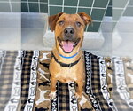 HUEY - Male Mutt Dog for Adoption - Small photo