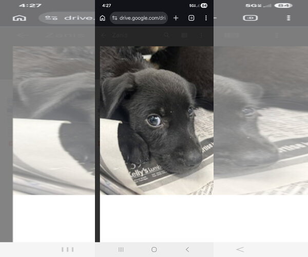 Medium Photo #2 Labrador Retriever-Unknown Mix Puppy For Sale in NYC, NY, USA