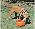 Small #5 Catahoula Leopard Dog Mix