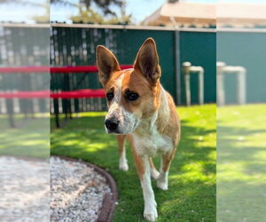 Mutt Dogs for adoption in San Bernardino, CA, USA