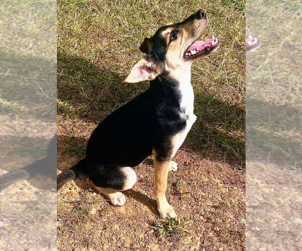 Medium Photo #3 Australian Shepherd Puppy For Sale in Bryant, AR, USA