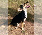 Small #2 Australian Shepherd