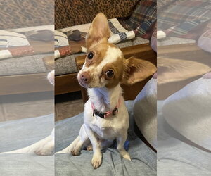 Chihuahua-Unknown Mix Dogs for adoption in Rockaway, NJ, USA