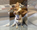 Small Chihuahua Mix