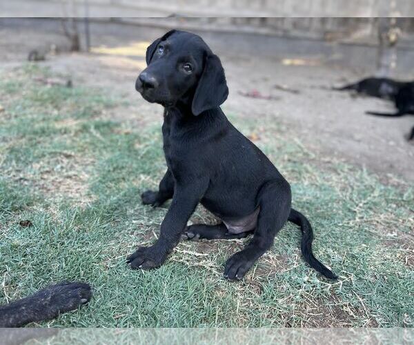 Medium Photo #4 Labrador Retriever-Unknown Mix Puppy For Sale in Clovis, CA, USA