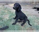 Small #3 Labrador Retriever Mix