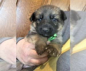 Medium German Shepherd Dog