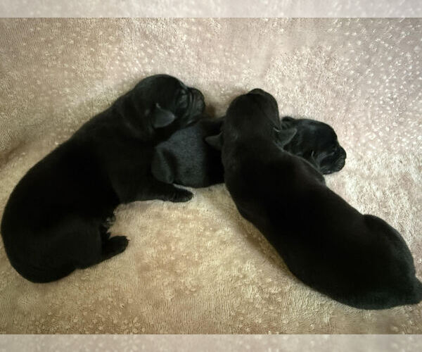 Medium Photo #3 Labrador Retriever Puppy For Sale in CLARKESVILLE, GA, USA