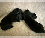 Small #2 Labrador Retriever