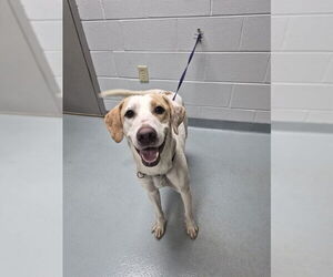 Mutt Dogs for adoption in St. Cloud, FL, USA