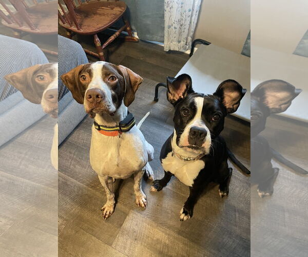 Medium Photo #8 Pointer Puppy For Sale in Columbus, IN, USA
