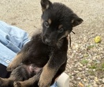 Small Photo #9 German Shepherd Dog Puppy For Sale in FORT WAYNE, IN, USA