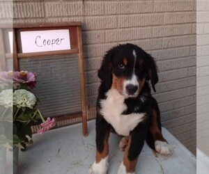 Bernese Mountain Dog Puppy for sale in FREDERICKSBURG, OH, USA