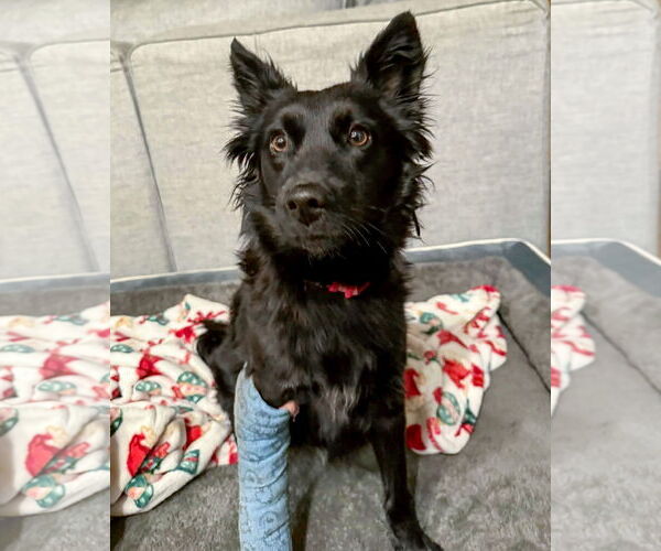 Medium Photo #3 Siberian Husky Puppy For Sale in Corona, CA, USA