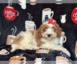 Cavapoo Puppy for sale in LAKELAND, FL, USA