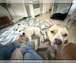 REGIS - Male Labrador Retriever-Unknown Mix Dog for Adoption - Photo #3