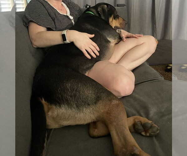 Medium Photo #3 Rottweiler-Unknown Mix Puppy For Sale in Chandler, AZ, USA