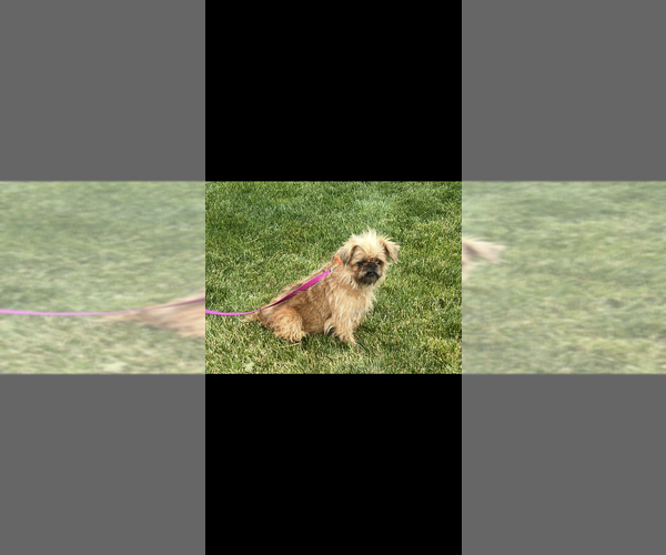 Medium Photo #1 Brussels Griffon Puppy For Sale in NILES, MI, USA