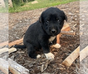 Labrador Retriever-Unknown Mix Puppy for sale in RUTHERFORDTON, NC, USA