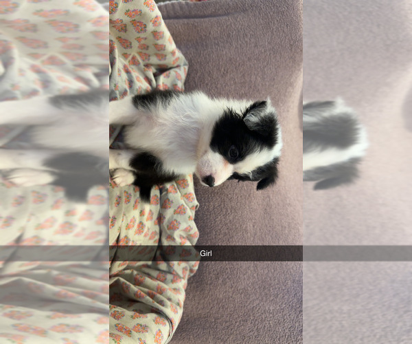 Medium Photo #1 Australian Shepherd Puppy For Sale in JAY, OK, USA