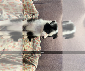 Australian Shepherd Puppy for sale in JAY, OK, USA