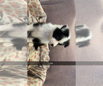 Small Australian Shepherd