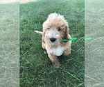 Small Photo #11 Labradoodle-Poodle (Miniature) Mix Puppy For Sale in BOWLING GREEN, KY, USA