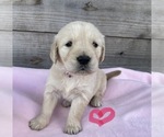 Small Photo #2 English Cream Golden Retriever Puppy For Sale in JONES, AL, USA