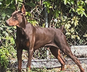 Father of the Doberman Pinscher puppies born on 07/21/2025